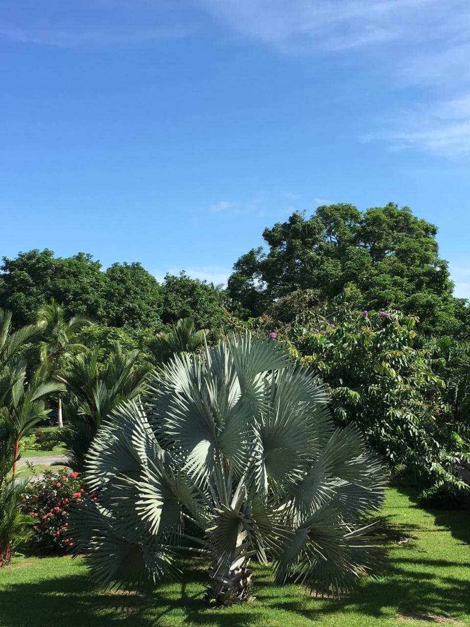 Hotel Los Higuerones Paso Canoas エクステリア 写真